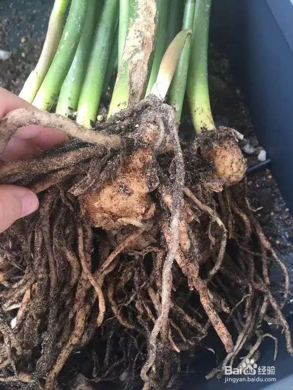 选盆很关键,4种花用小盆“挤着养”,才长得旺