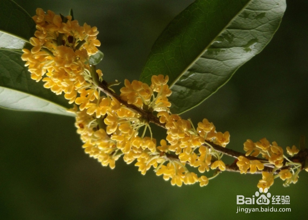 桂花的扦插繁殖