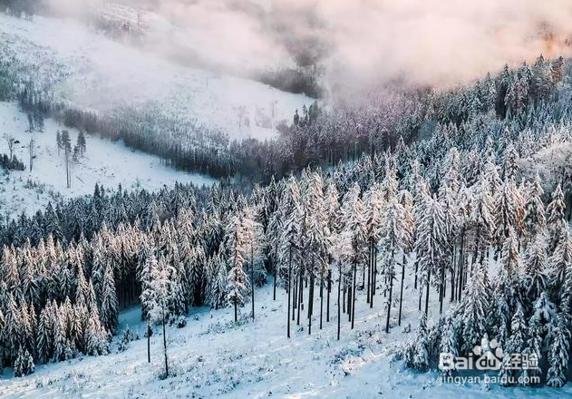 在冬天摄影,利用雪,可以拍出哪些好看的照片