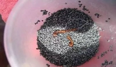 钓鲫鱼避免小鱼方法