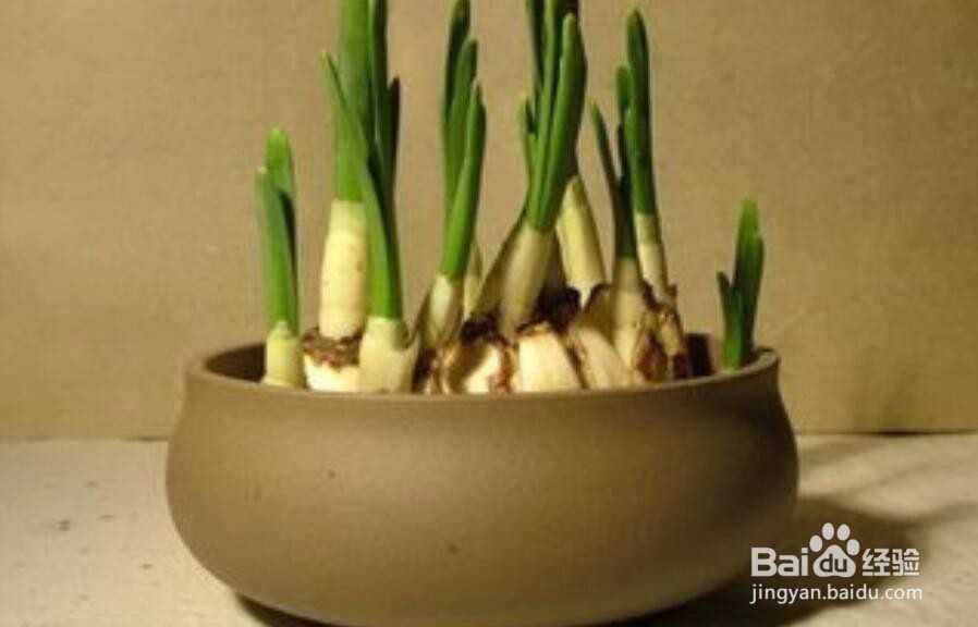 水仙花的根烂了怎么办