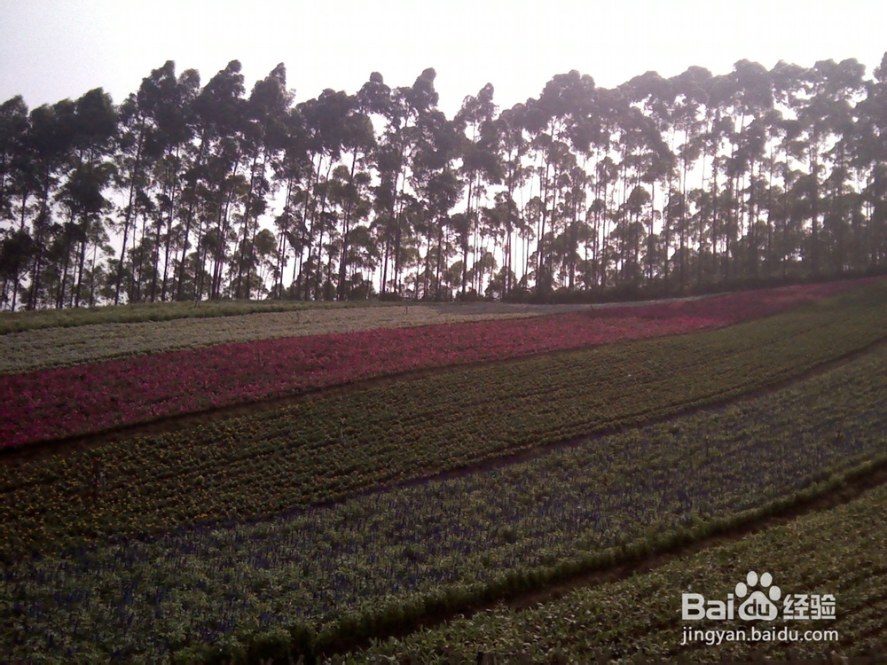 十里蓝山(玛琪雅朵花海)好玩吗