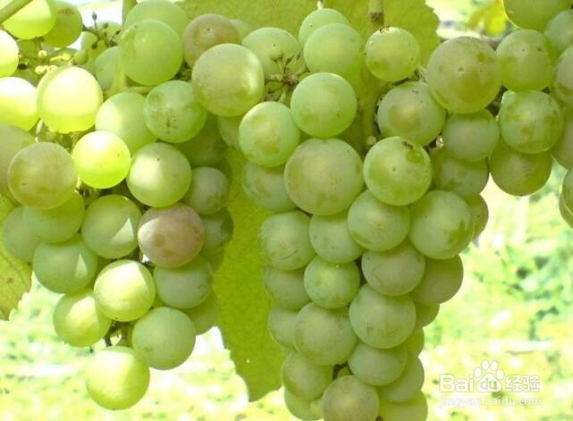 喝酒不醉的办法