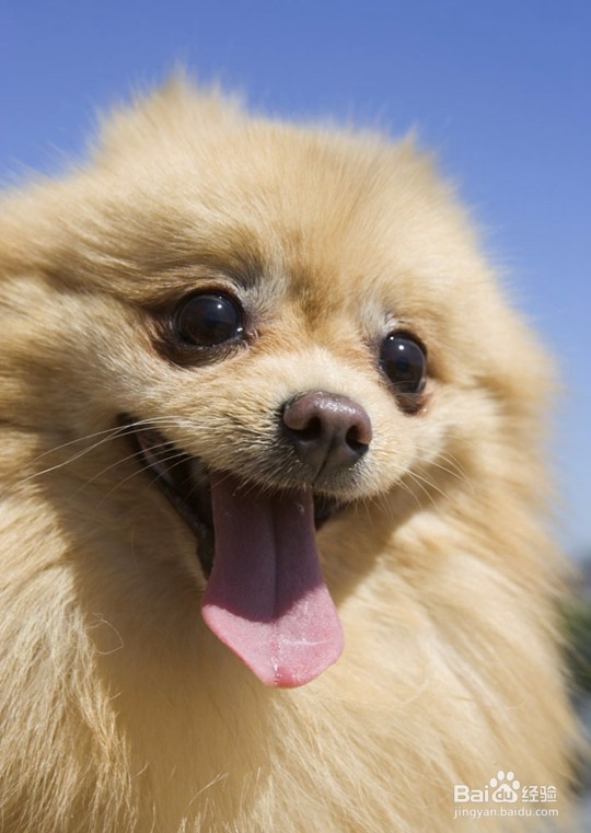 学宠物美容的原因