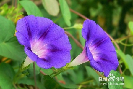 怎么养牵牛花