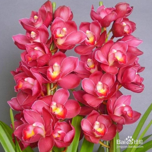 怎样解决大花蕙兰叶子发黄的问题?