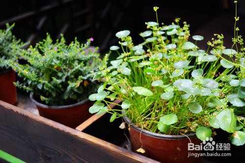 铜钱草的养殖方法和注意事项