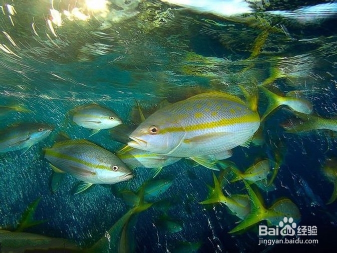 教如何你在水下拍摄有趣的照片