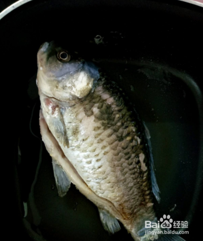 家常菜:鲫鱼豆腐汤