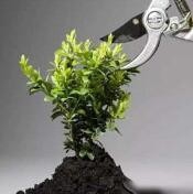 南方室内植物的培养方法？