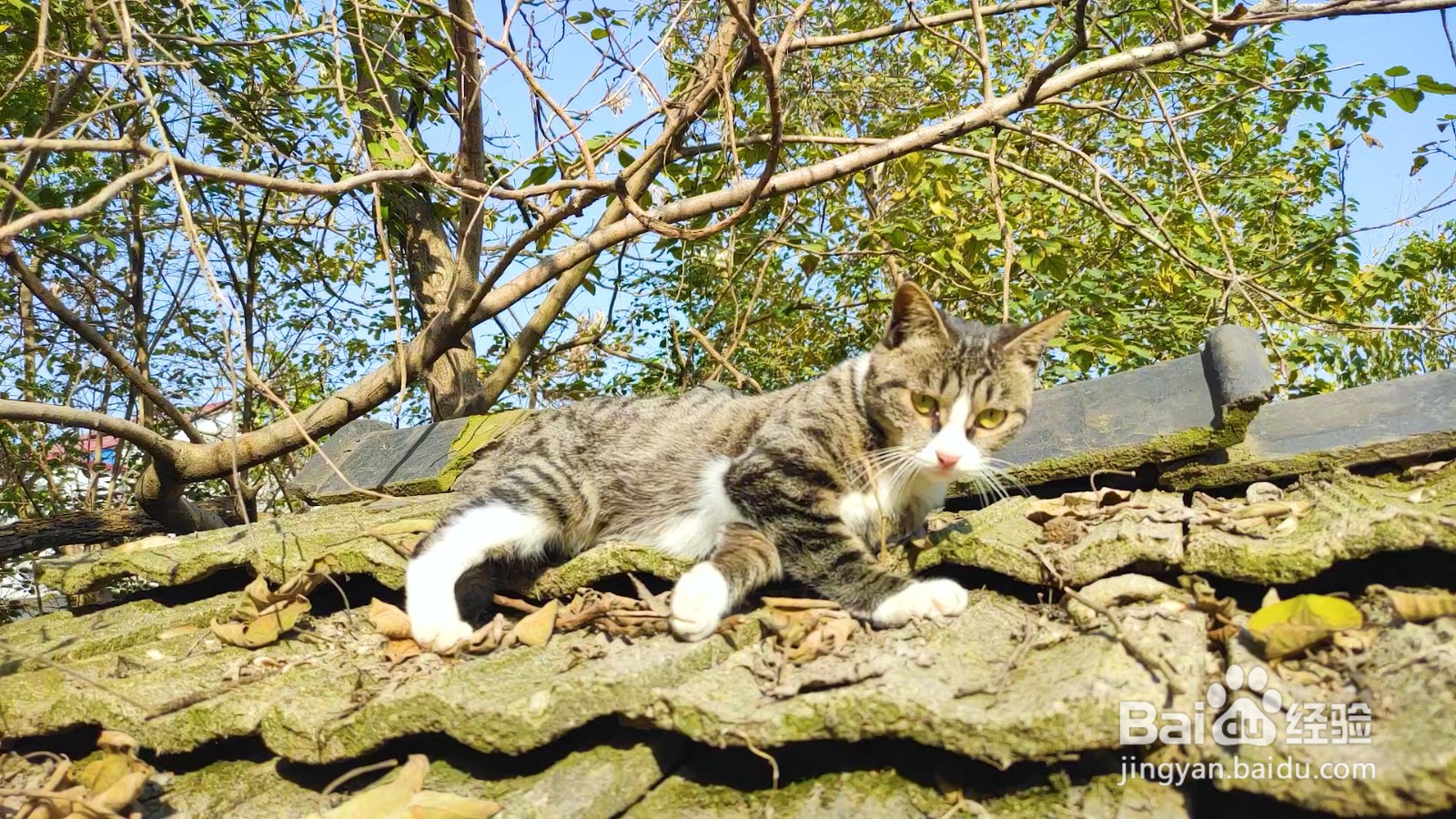 怎么和猫咪培养感情，怎么养猫？