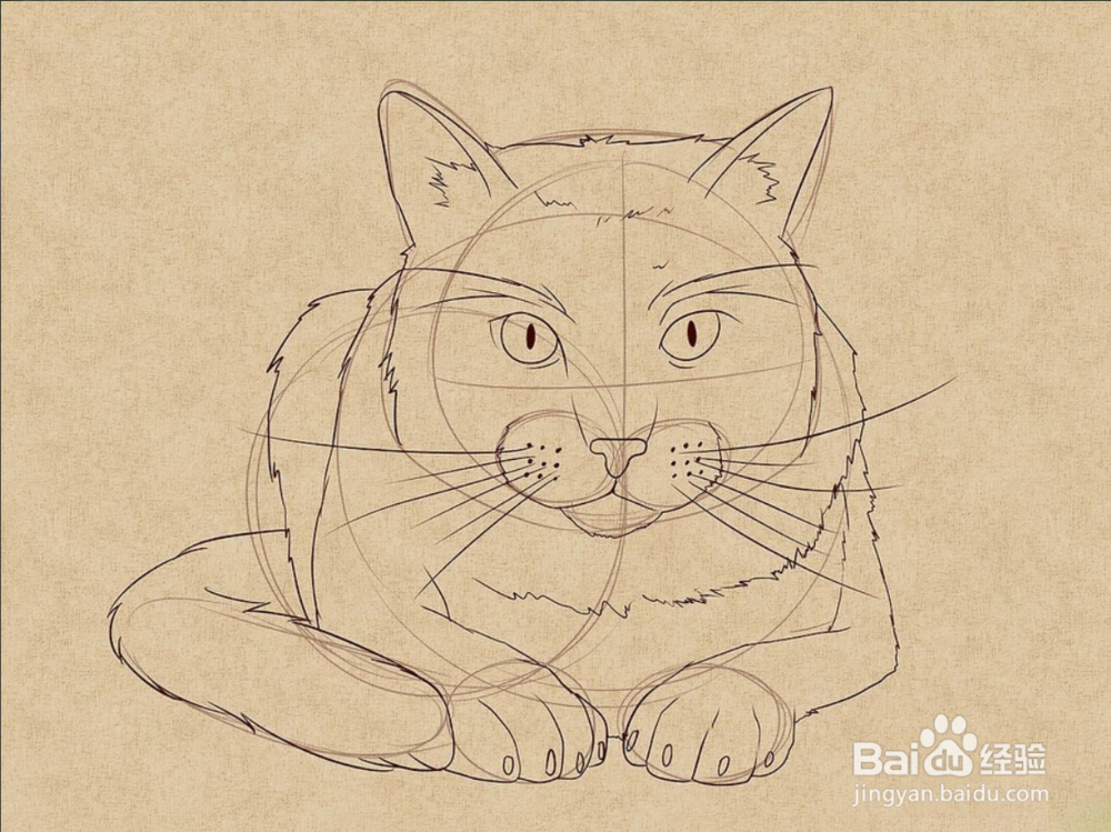 如何快速画姿势不一样的猫呢?