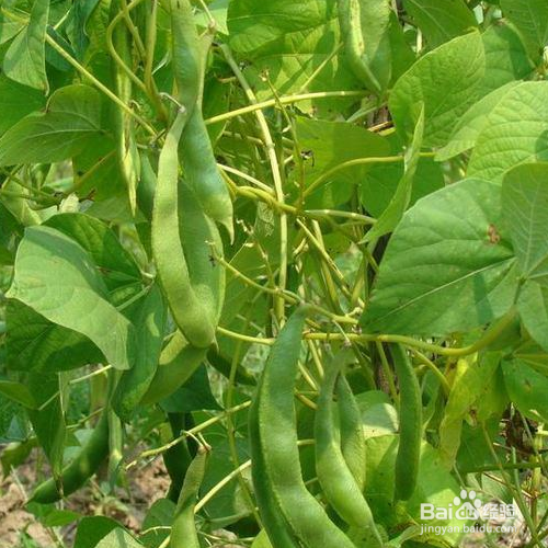 芸豆的培育方法和注意事项