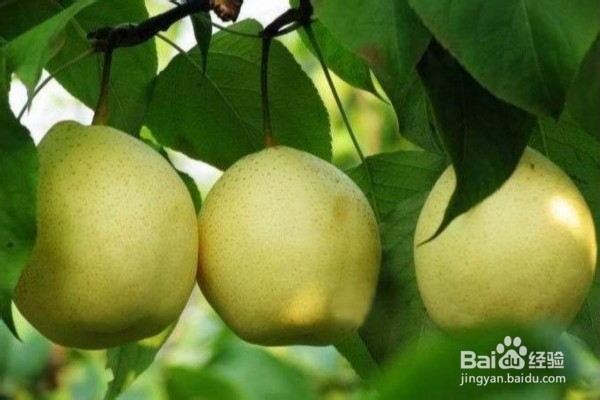 到河北定州一定要吃的8大美食