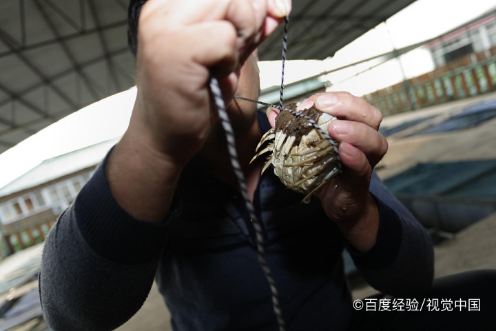 螃蟹买多了怎么存放