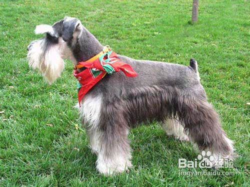 怎么给雪纳瑞洗澡