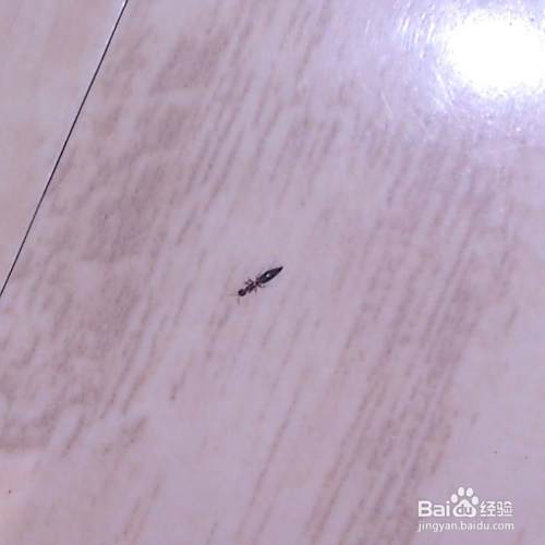 地板小黑虫怎么清除 百度经验