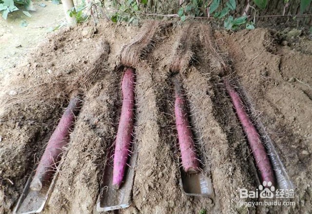 山药的需肥特点和山药重茬病害的应对措施