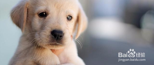 视爱宠如家人,他离世了该如何走出痛苦悲伤?