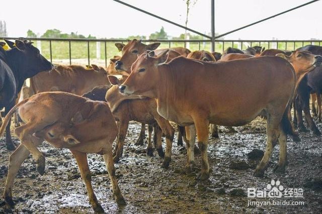 怎么制作牛食料