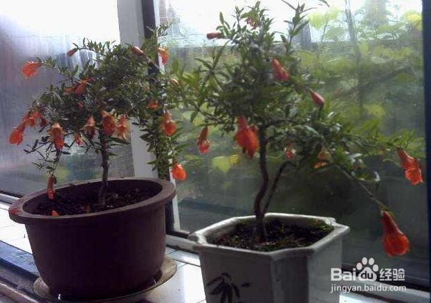 月季石榴盆栽制作方法