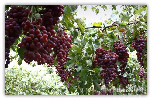 怎么种葡萄好