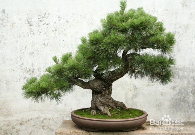 #过年#春节买什么礼物送父母更喜庆？