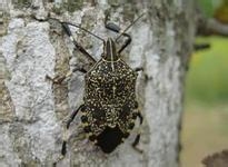 治疗面部及身上痘痘的特效方法