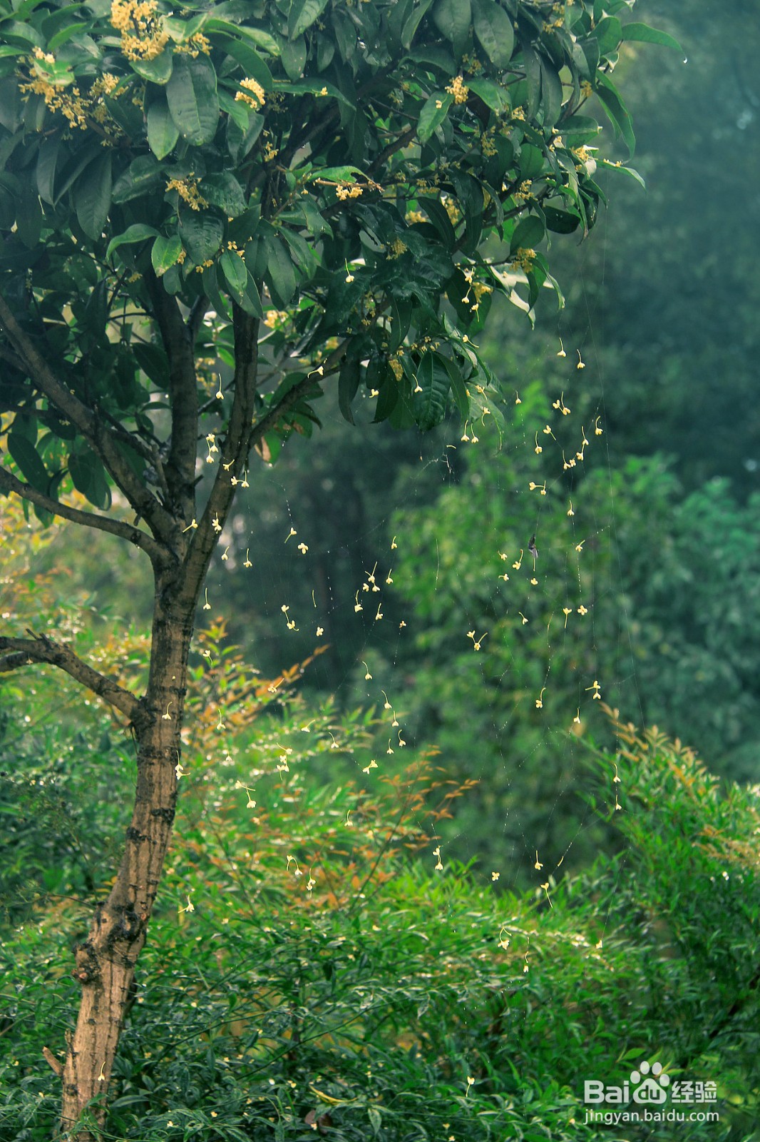 家养桂花树怎么养才长得好