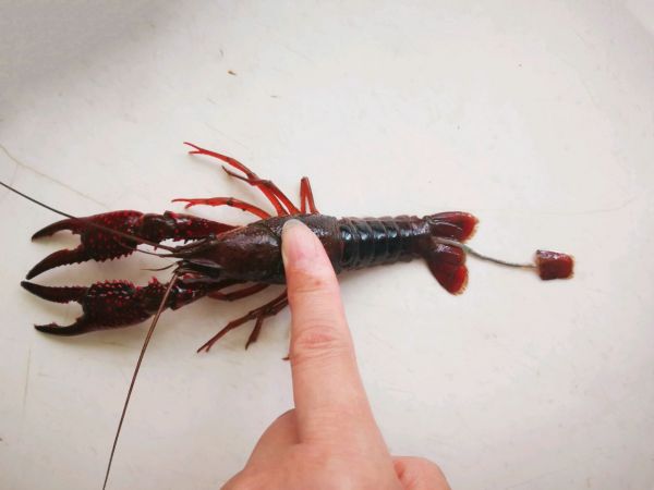 香辣红烧小龙虾