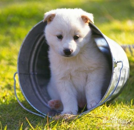 怎么训练狗狗的胆量