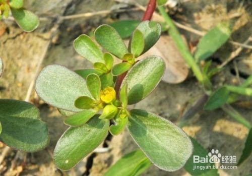 马齿苋的作用及食用方法