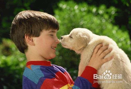 如何快速训练一只乖乖的狗狗