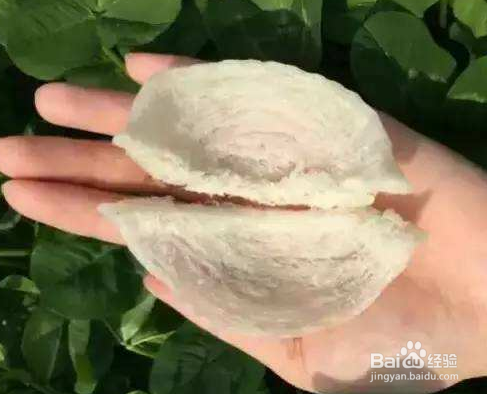 燕窝真假有什么区别，怎么鉴别？
