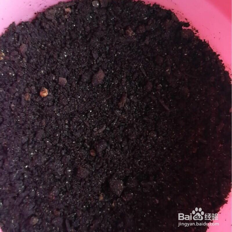 薄荷种子怎样播种呢