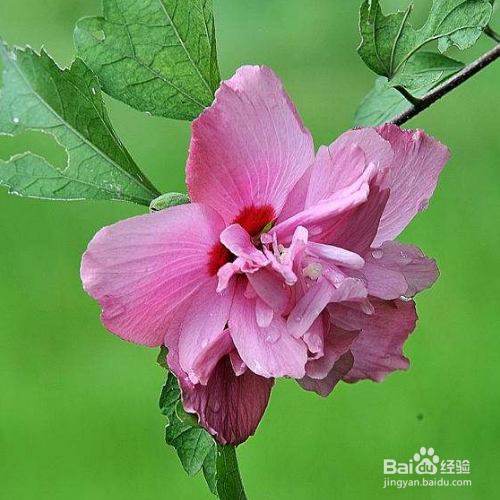 木槿花养殖方法