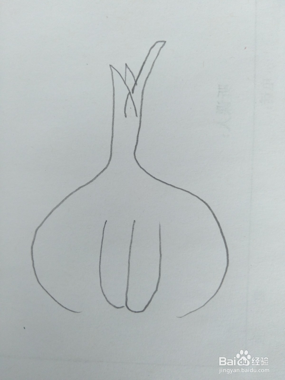 简笔画大蒜画法二