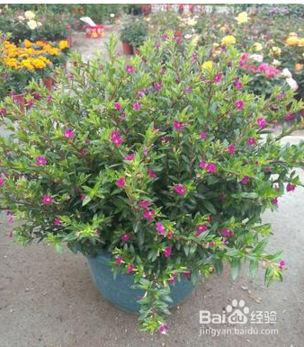 满天星养殖方法