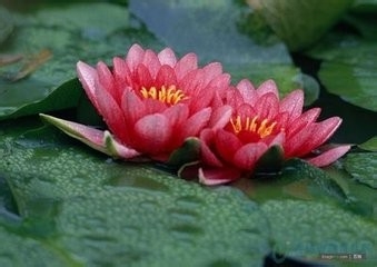 怎样才能更好的爱学生
