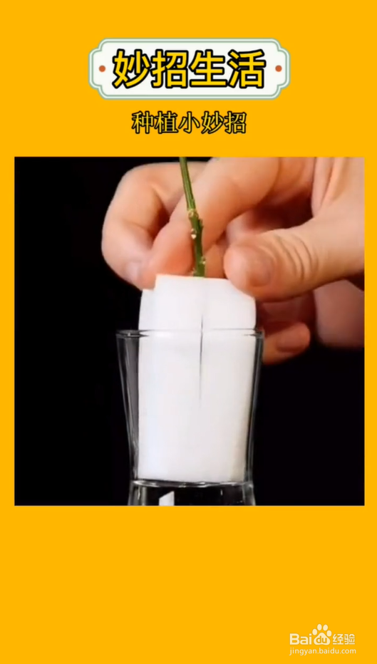 盆栽嫁接小妙招