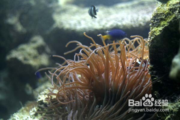 温哥华水族馆:水中舞动的精灵们