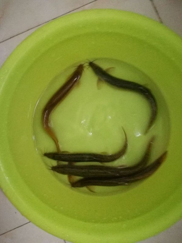 傣味泥鳅钻豆腐