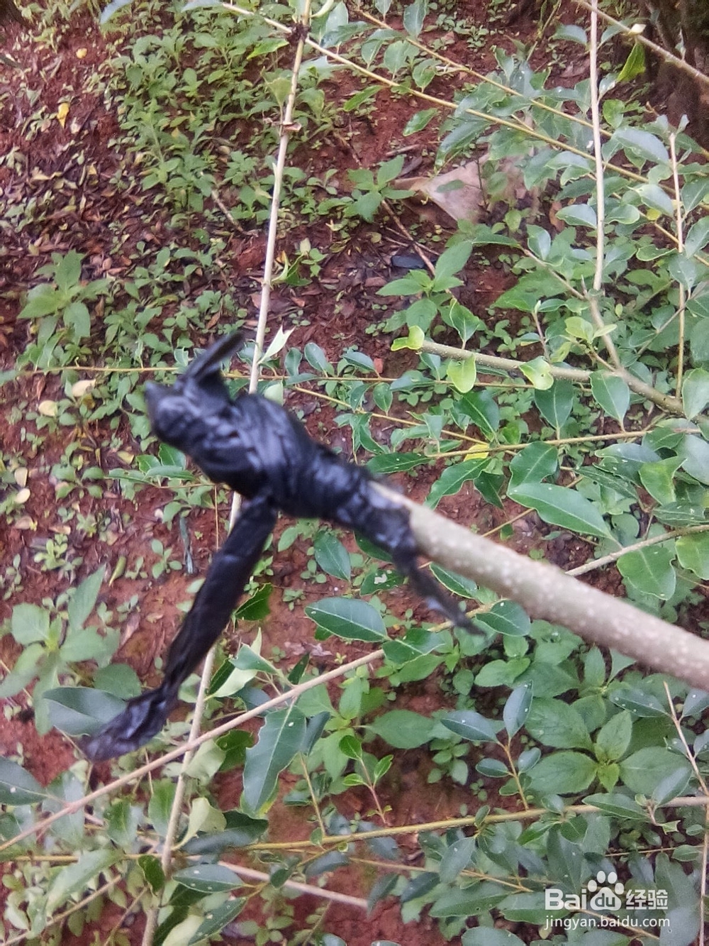 树木嫁接的方法