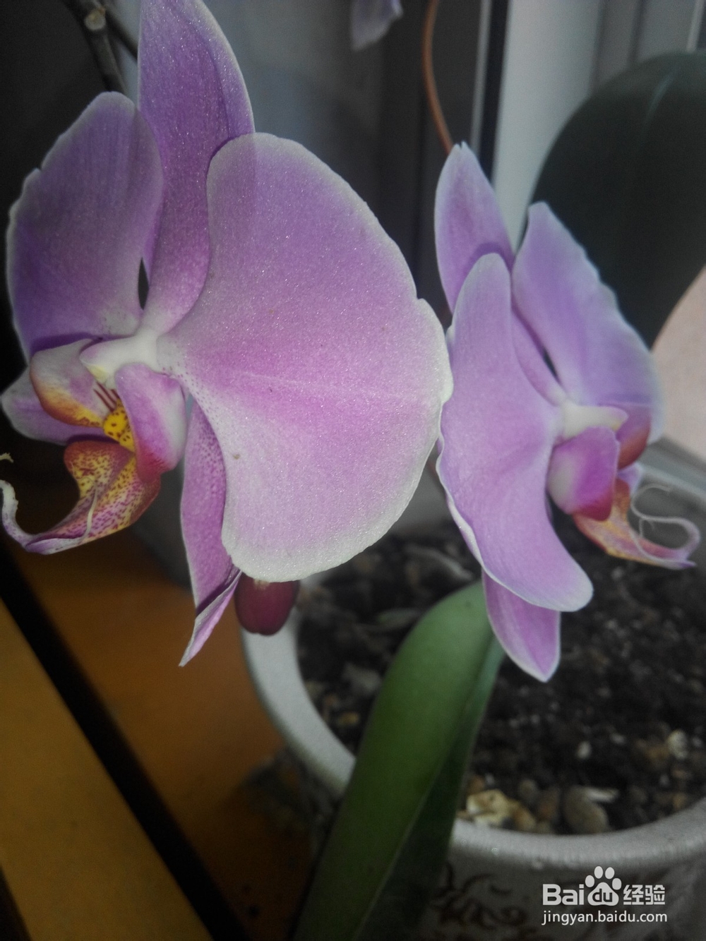 蝴蝶兰换土要提前准备