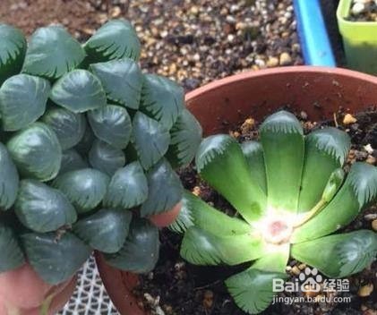 如何保护植物发明