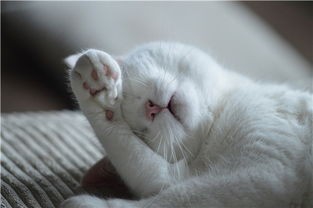 猫咪在哪些时候不能去打扰