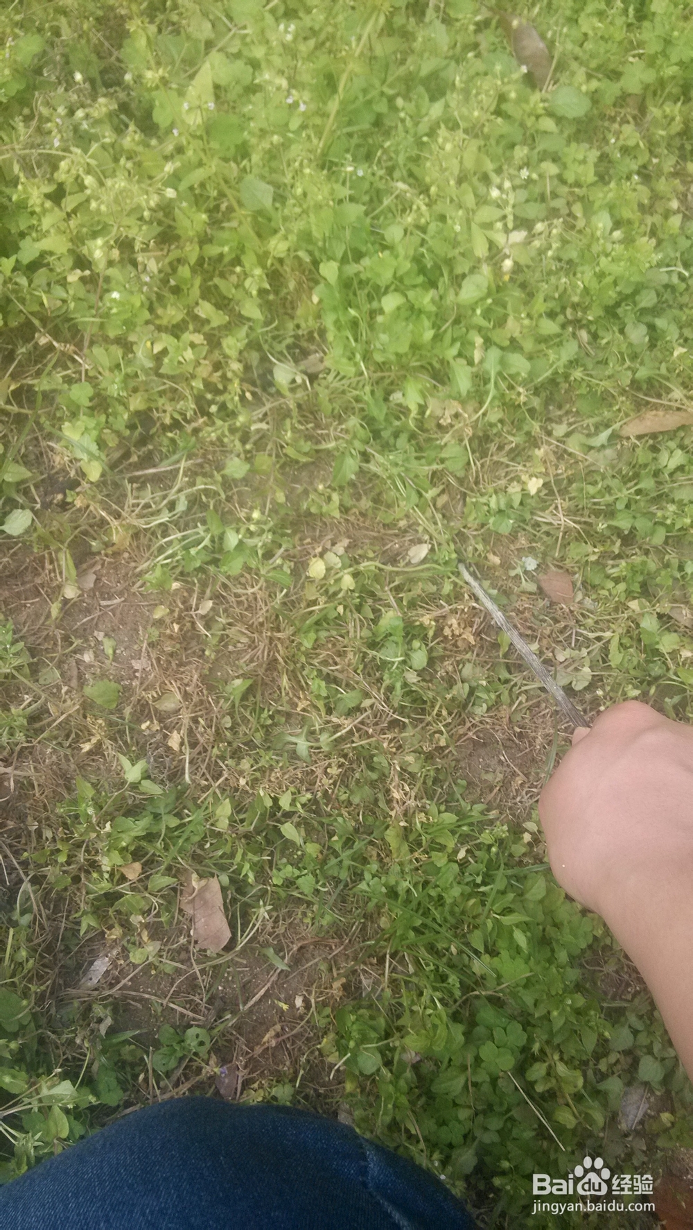 如何利用废弃的小花盆给家里添加盆栽