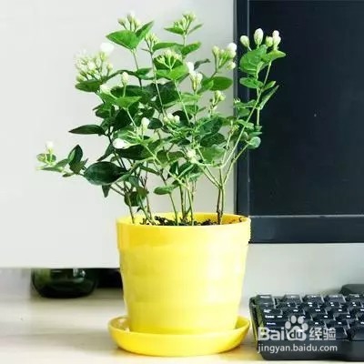 将这3种植物在卧室，让你一觉睡到大天亮！