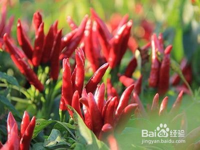 狗狗的饮食禁忌这8点要禁忌