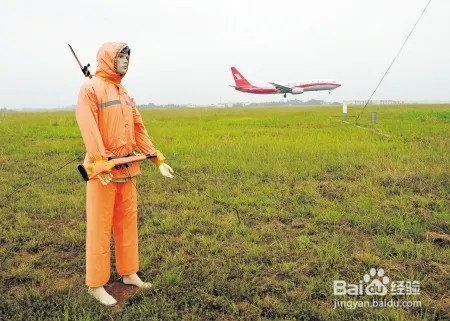 你知道吗为了防止鸟类撞击飞机机场专门设置了